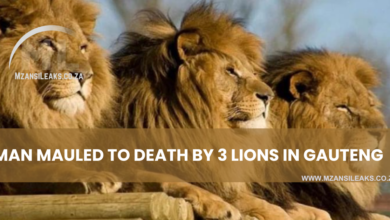 Man,30, Mauled To Death By Lions At Gauteng Game Reserve